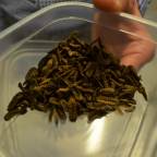 Eating Berry Soup, Laskiaispulla, and Flies